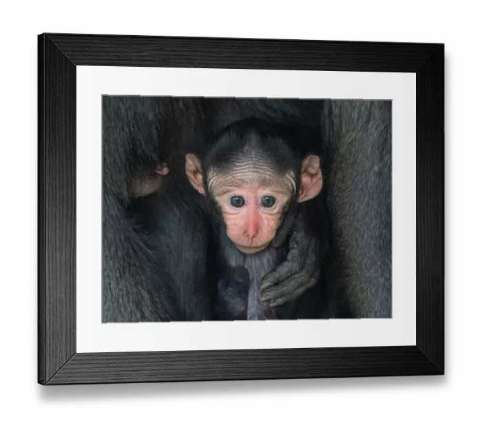 Framed Print : Celebes crested macaque (Macaca nigra) infant, captive Framed Print : Celebes crested macaque (Macaca nigra) infant, captive