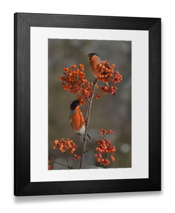 Framed Print : Eurasian bullfinch (Pyrrhula pyrrhula) male on a branch feeding on Rowan (Sorbus Framed Print : Eurasian bullfinch (Pyrrhula pyrrhula) male on a branch feeding on Rowan (Sorbus