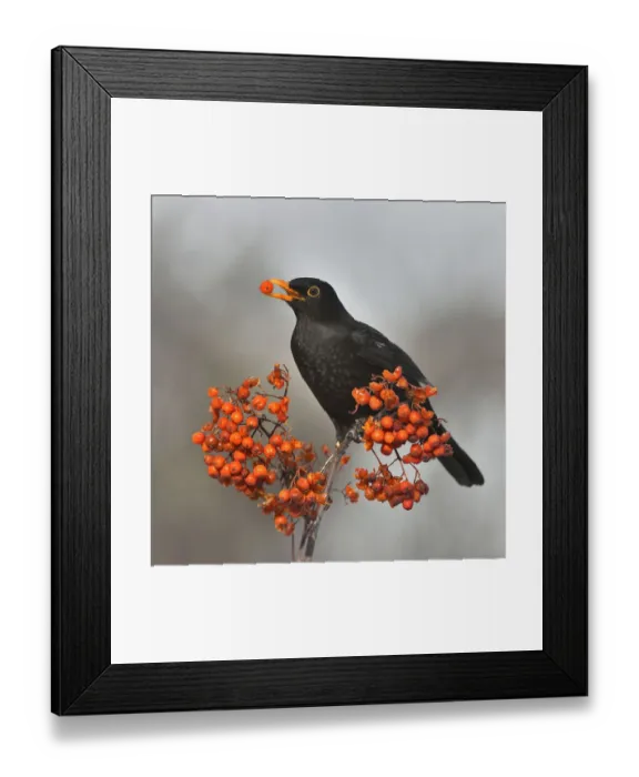 Framed Print : Common blackbird (Turdus merula) feeding on Rowan (Sorbus aucuparia) berries, Leon Framed Print : Common blackbird (Turdus merula) feeding on Rowan (Sorbus aucuparia) berries, Leon