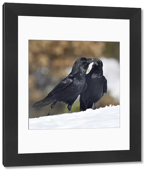 Northern ravens (Corvus corax) interacting in snow, Leon, Spain, February