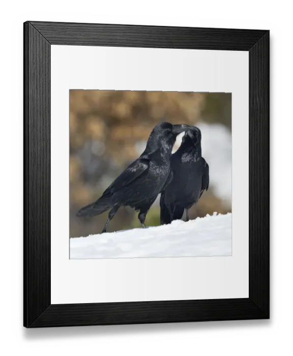 Framed Print : Northern ravens (Corvus corax) interacting in snow, Leon, Spain, February Framed Print : Northern ravens (Corvus corax) interacting in snow, Leon, Spain, February