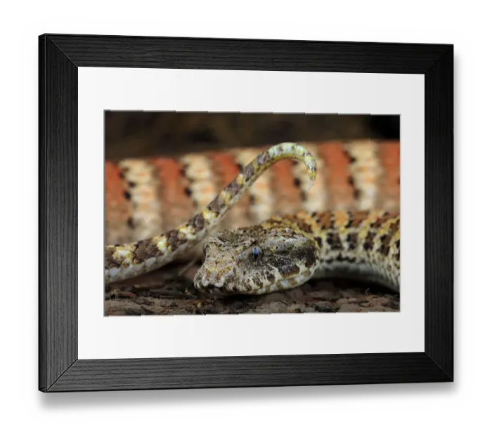 Framed Print : Rough-scaled death adder (Acanthophis rugosus) waving tip of tail as a lure to entice Framed Print : Rough-scaled death adder (Acanthophis rugosus) waving tip of tail as a lure to entice