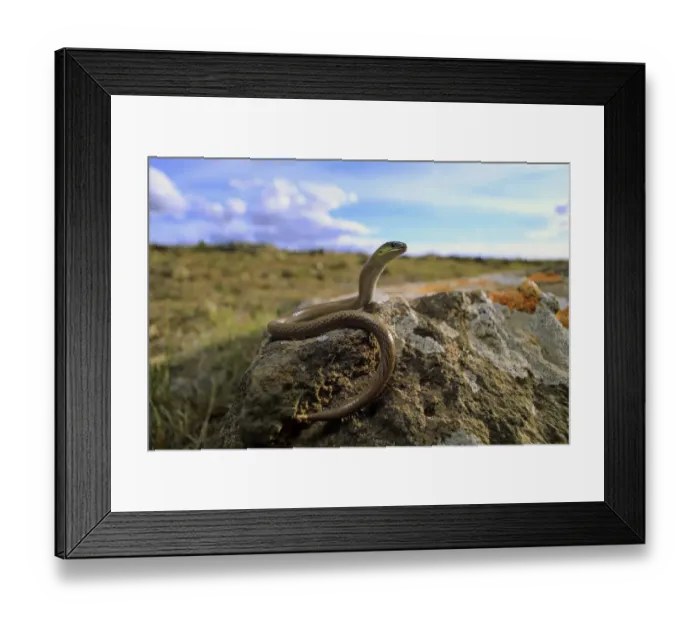 Framed Print : Striped legless lizard (Delma impar) female, in volcanic plain near Reedesdale in central Victoria Framed Print : Striped legless lizard (Delma impar) female, in volcanic plain near Reedesdale in central Victoria