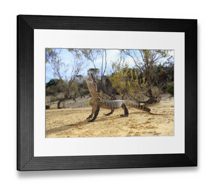 Framed Print : Heath Monitor (Varanus rosenbergi) male enacting a threat display, in mallee  /  heath