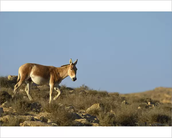 Onager (Equus hemionus), Negev desert, Israel, April