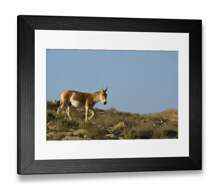 Framed Print : Onager (Equus hemionus), Negev desert, Israel, April