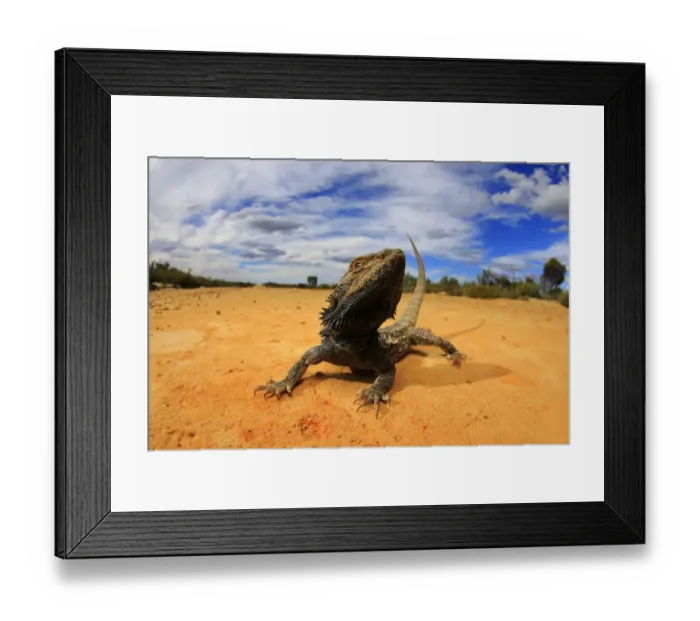 Framed Print : Central bearded dragon (Pogona vitticeps) basking in mallee / heathland habitat Framed Print : Central bearded dragon (Pogona vitticeps) basking in mallee / heathland habitat