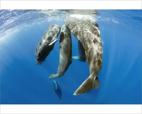 Pod of sperm whale socializing, (Physeter macrocephalus), Dominica, Caribbean Sea, Atlantic Ocean