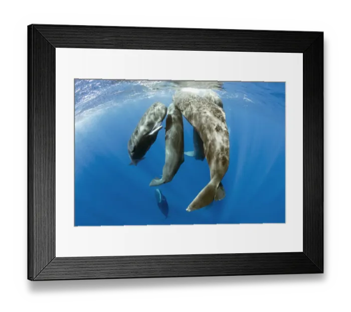 Framed Print : Pod of sperm whale socializing, (Physeter macrocephalus), Dominica, Caribbean Sea, Atlantic Ocean Framed Print : Pod of sperm whale socializing, (Physeter macrocephalus), Dominica, Caribbean Sea, Atlantic Ocean