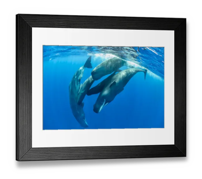 Framed Print : Pod of Sperm whale socializing, (Physeter macrocephalus) Dominica, Caribbean Sea, Atlantic Ocean