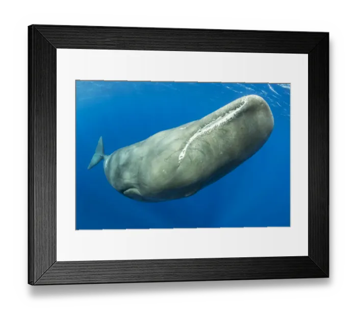 Framed Print : Sperm whale, (Physeter macrocephalus) Dominica, Caribbean Sea, Atlantic Ocean Framed Print : Sperm whale, (Physeter macrocephalus) Dominica, Caribbean Sea, Atlantic Ocean