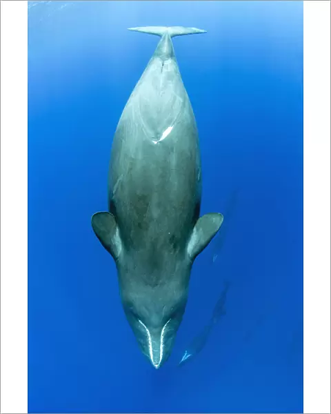 Sleeping sperm whale, (Physeter macrocephalus) Dominica, Caribbean Sea, Atlantic Ocean