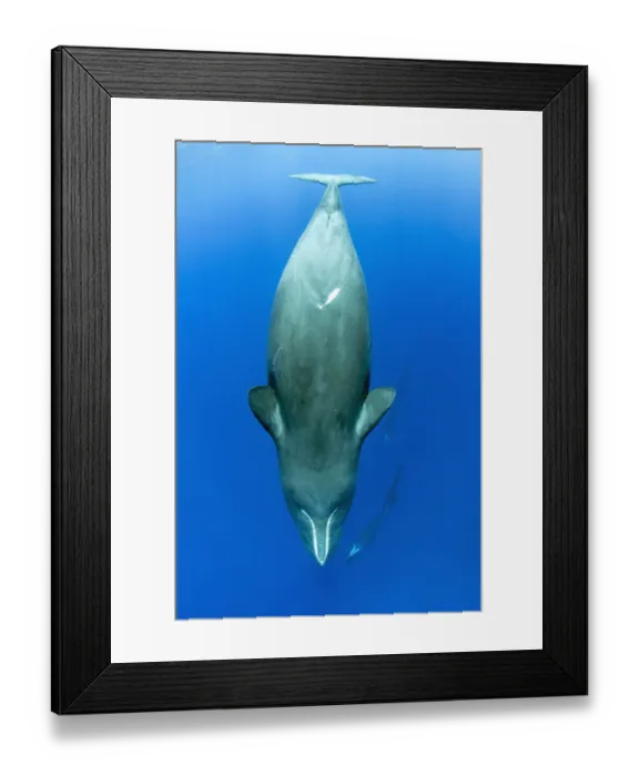 Framed Print : Sleeping sperm whale, (Physeter macrocephalus) Dominica, Caribbean Sea, Atlantic Ocean Framed Print : Sleeping sperm whale, (Physeter macrocephalus) Dominica, Caribbean Sea, Atlantic Ocean