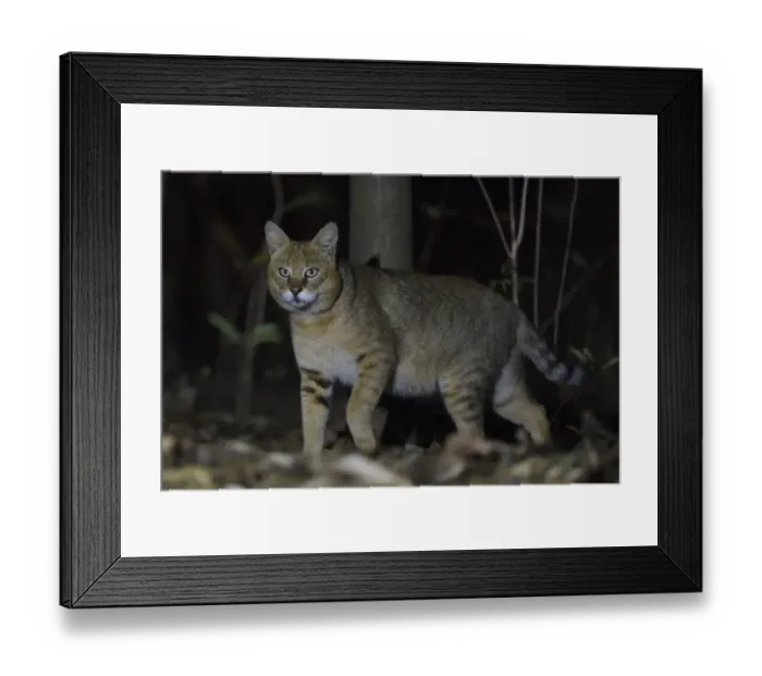 Framed Print : Jungle cat (Felis chaus) at night, Kanha National Park and Tiger Reserve, Madhya Pradesh Framed Print : Jungle cat (Felis chaus) at night, Kanha National Park and Tiger Reserve, Madhya Pradesh