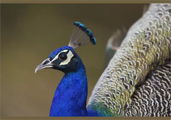 Indian peafowl or blue peafowl (Pavo cristatus) Keoladeo Ghana National Park, Bharatpur