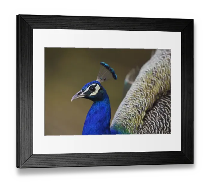 Framed Print : Indian peafowl or blue peafowl (Pavo cristatus) Keoladeo Ghana National Park, Bharatpur Framed Print : Indian peafowl or blue peafowl (Pavo cristatus) Keoladeo Ghana National Park, Bharatpur
