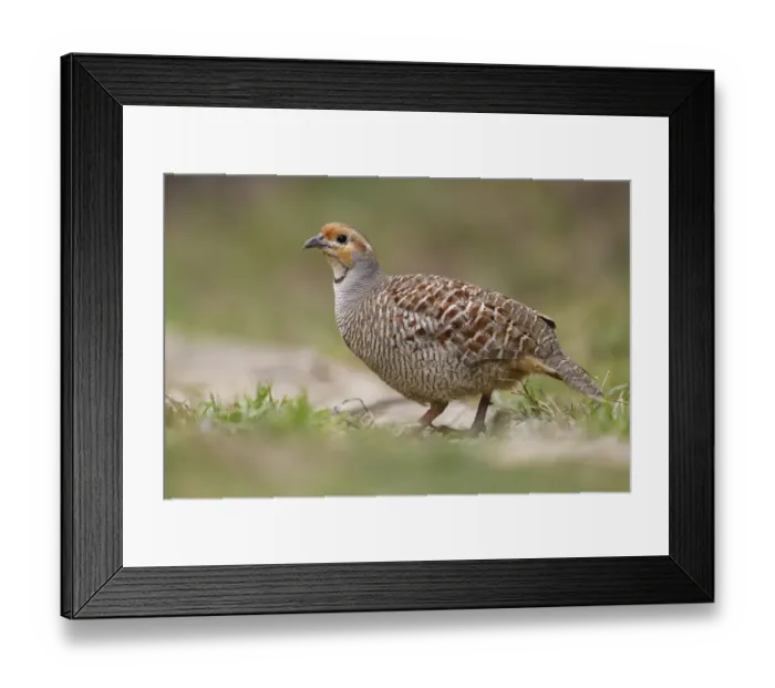 Framed Print : Grey francolin (Francolinus pondicerianus) Keoladeo Ghana National Park, Bharatpur Framed Print : Grey francolin (Francolinus pondicerianus) Keoladeo Ghana National Park, Bharatpur