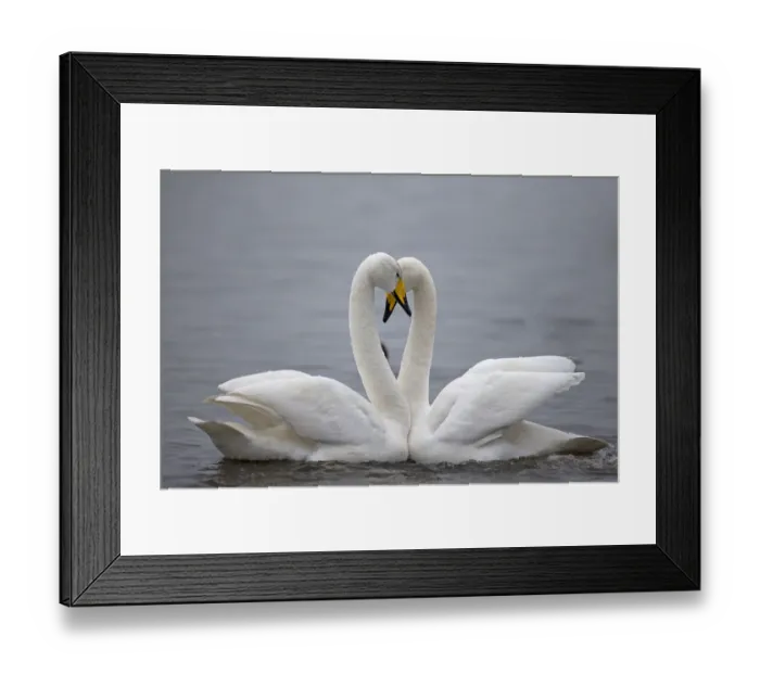 Framed Print : Whooper Swan (Cygnus cygnus) Norfolk, England, UK, January Framed Print : Whooper Swan (Cygnus cygnus) Norfolk, England, UK, January