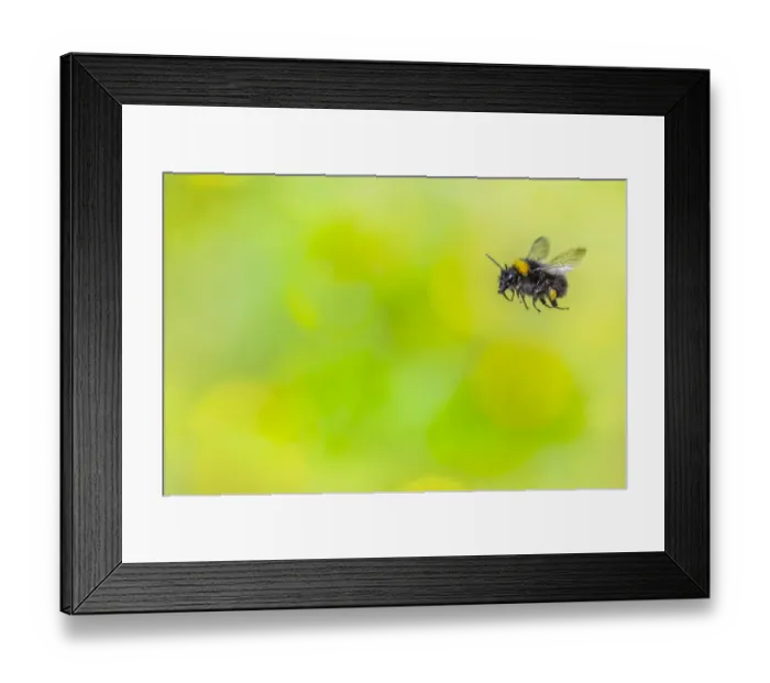 Framed Print : Early bumblebee (Bombus pratorum), in flight, Monmouthshire, Wales, UK. May Framed Print : Early bumblebee (Bombus pratorum), in flight, Monmouthshire, Wales, UK. May