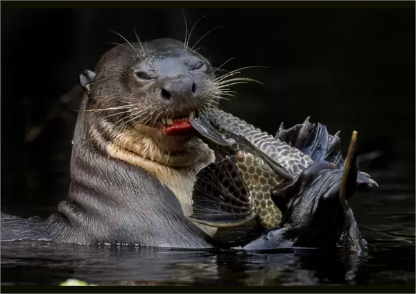 Giant river otter (Pteronura brasiliensis) eating a catfish. Yasuni National Park