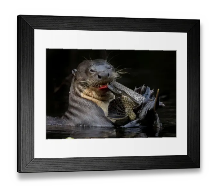 Framed Print : Giant river otter (Pteronura brasiliensis) eating a catfish. Yasuni National Park Framed Print : Giant river otter (Pteronura brasiliensis) eating a catfish. Yasuni National Park