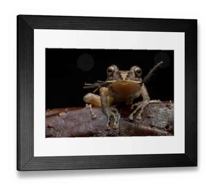 Framed Print : Labiated rainfrog (Pristimantis labiosus) Mashpi, Pichincha, Ecuador Framed Print : Labiated rainfrog (Pristimantis labiosus) Mashpi, Pichincha, Ecuador
