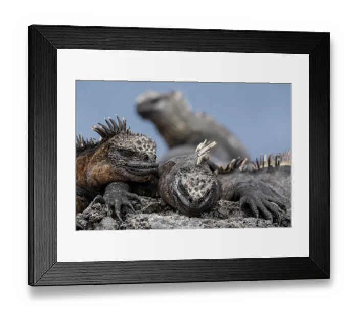 Framed Print : Marine Iguanas (Amblyrhynchus cristatus) basking. Fernandina Island, Galapagos Islands Framed Print : Marine Iguanas (Amblyrhynchus cristatus) basking. Fernandina Island, Galapagos Islands