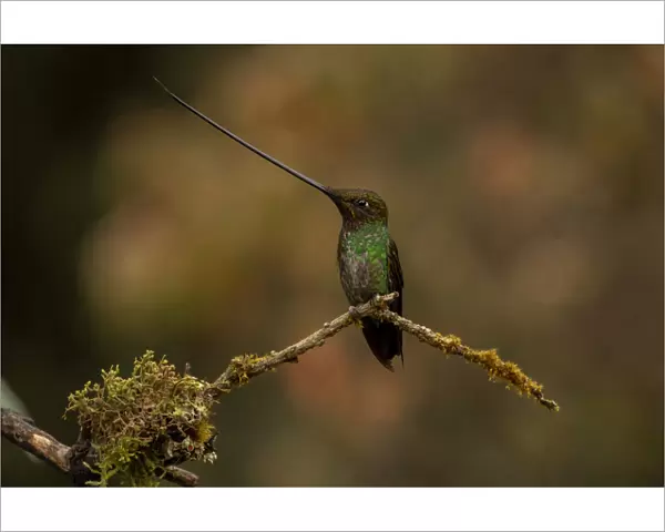 Sword-billed hummingbird (Ensifera ensifera) Yanacocha, Pichincha, Ecuador