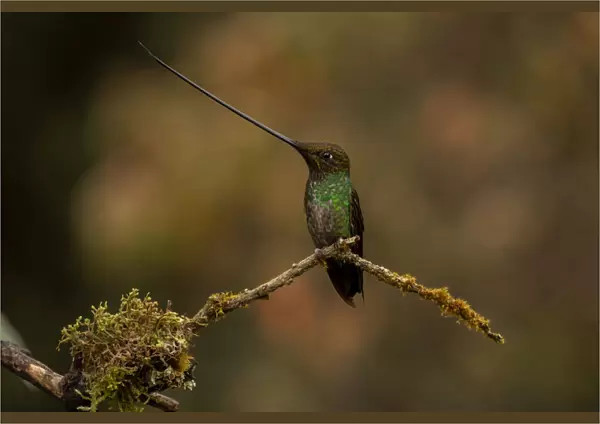 Sword-billed hummingbird (Ensifera ensifera) Yanacocha, Pichincha, Ecuador