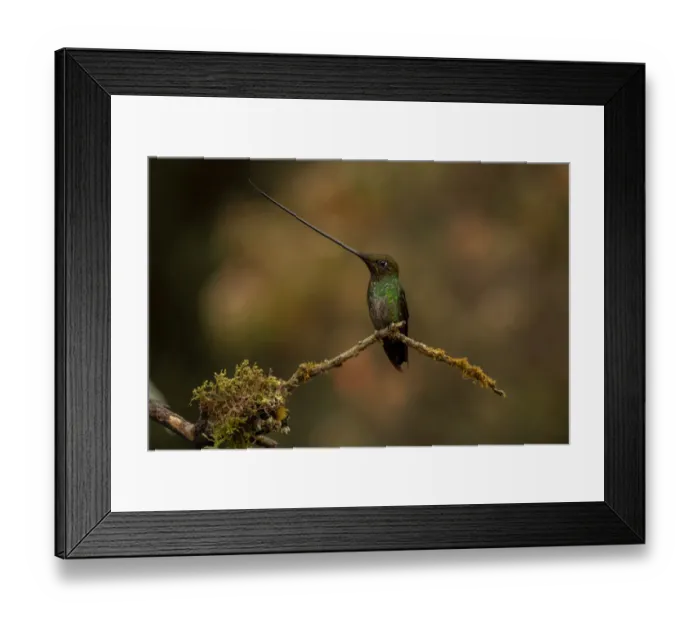 Framed Print : Sword-billed hummingbird (Ensifera ensifera) Yanacocha, Pichincha, Ecuador Framed Print : Sword-billed hummingbird (Ensifera ensifera) Yanacocha, Pichincha, Ecuador