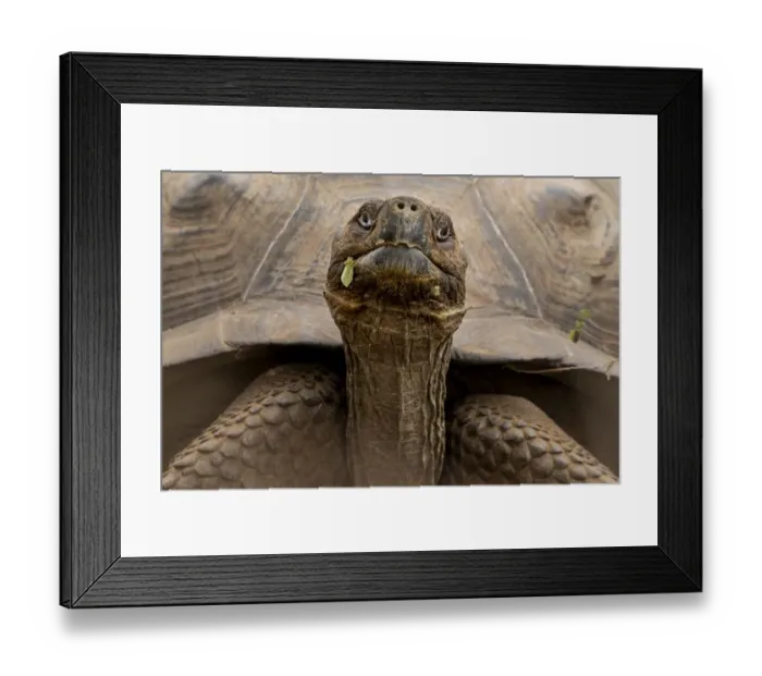 Framed Print : Sierra Negra giant tortoise (Chelonoidis guntheri) Isabela Island, Galapagos Islands Framed Print : Sierra Negra giant tortoise (Chelonoidis guntheri) Isabela Island, Galapagos Islands