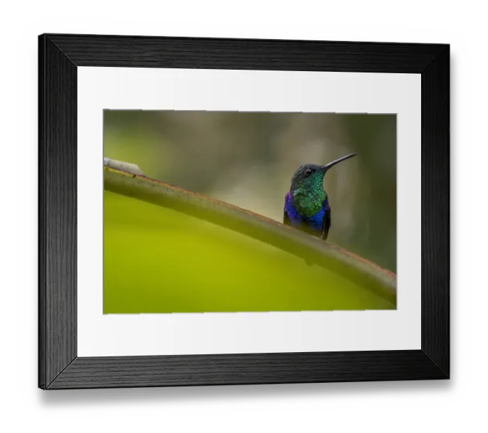 Framed Print : Green-crowned woodnymph (Thalaurania fannyi) Mashpi, Pichincha, Ecuador Framed Print : Green-crowned woodnymph (Thalaurania fannyi) Mashpi, Pichincha, Ecuador