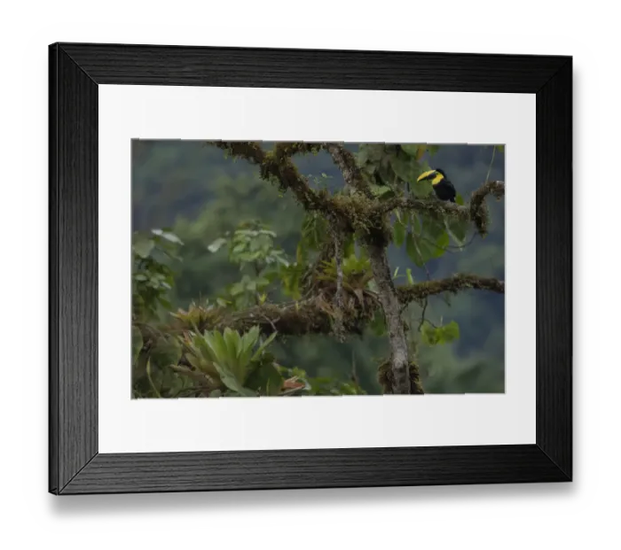 Framed Print : Choco Toucan (Ramphastos brevis) on a tree with epiphytes, Mashpi, Pichincha, Ecuador