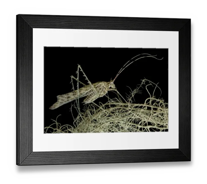 Framed Print : Lichen Katydid (Markia hystrix) camouflage in lichens. Sumaco National Park, Napo Framed Print : Lichen Katydid (Markia hystrix) camouflage in lichens. Sumaco National Park, Napo
