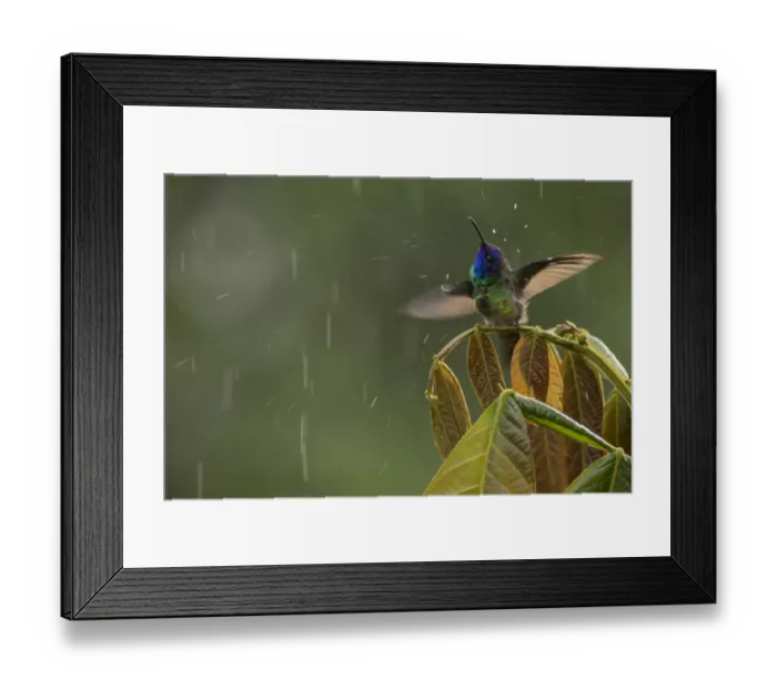 Framed Print : Golden-Tailed Sapphire (Chrysuronia oenone) Sumaco National Park, Napo, Ecuador Framed Print : Golden-Tailed Sapphire (Chrysuronia oenone) Sumaco National Park, Napo, Ecuador