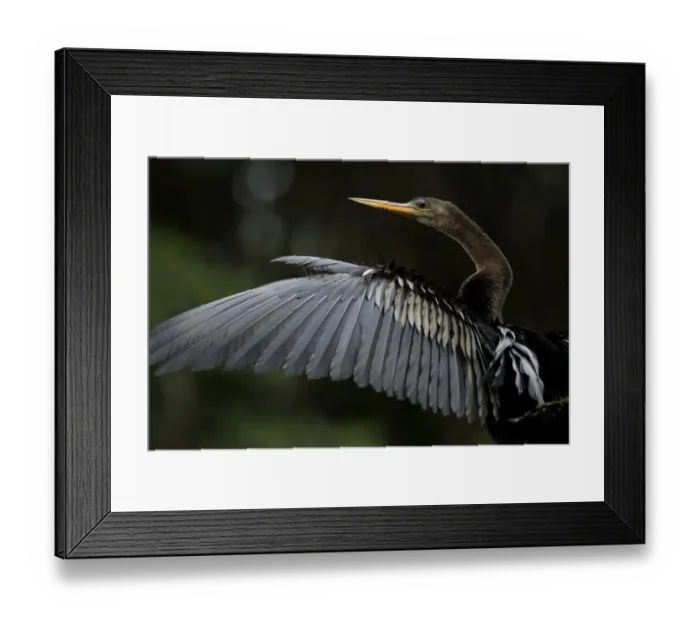 Framed Print : Anhinga (Anhinga anhinga). Yasuni National Park, Orellana, Ecuador Framed Print : Anhinga (Anhinga anhinga). Yasuni National Park, Orellana, Ecuador