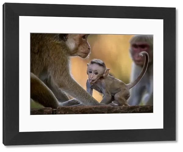 Toque Macaques (Macaca sinica) Polonnaruwa, Central Province, Sri Lanka
