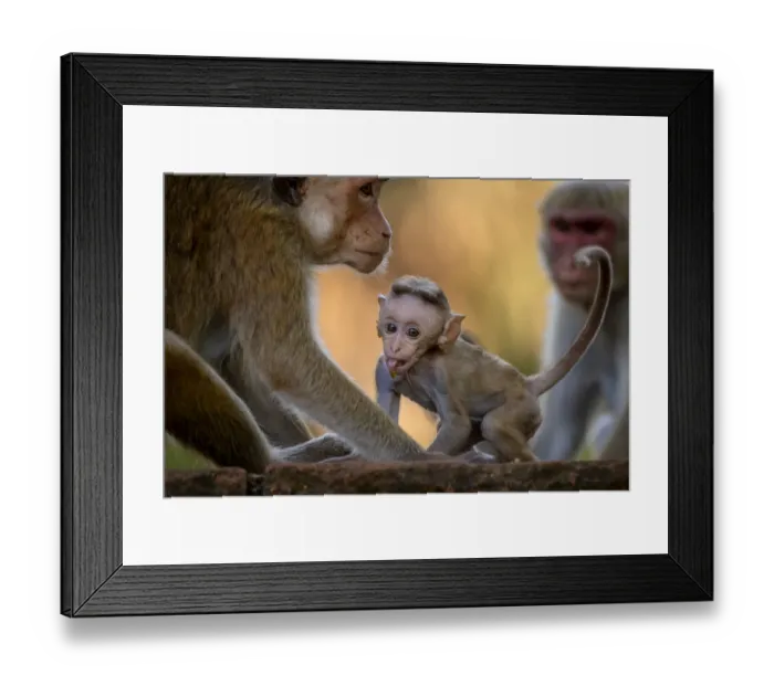 Framed Print : Toque Macaques (Macaca sinica) Polonnaruwa, Central Province, Sri Lanka Framed Print : Toque Macaques (Macaca sinica) Polonnaruwa, Central Province, Sri Lanka