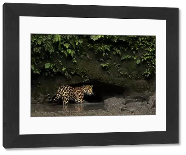 Jaguar (Panthera onca) standing in mud, Yasuni National Park, Orellana, Ecuador