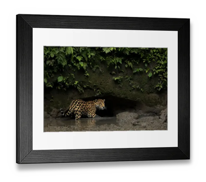 Framed Print : Jaguar (Panthera onca) standing in mud, Yasuni National Park, Orellana, Ecuador Framed Print : Jaguar (Panthera onca) standing in mud, Yasuni National Park, Orellana, Ecuador