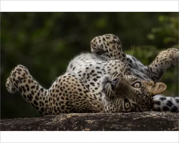 Sri Lankan leopard (Panthera pardus kotiya) rolling on its back, Yala National Park