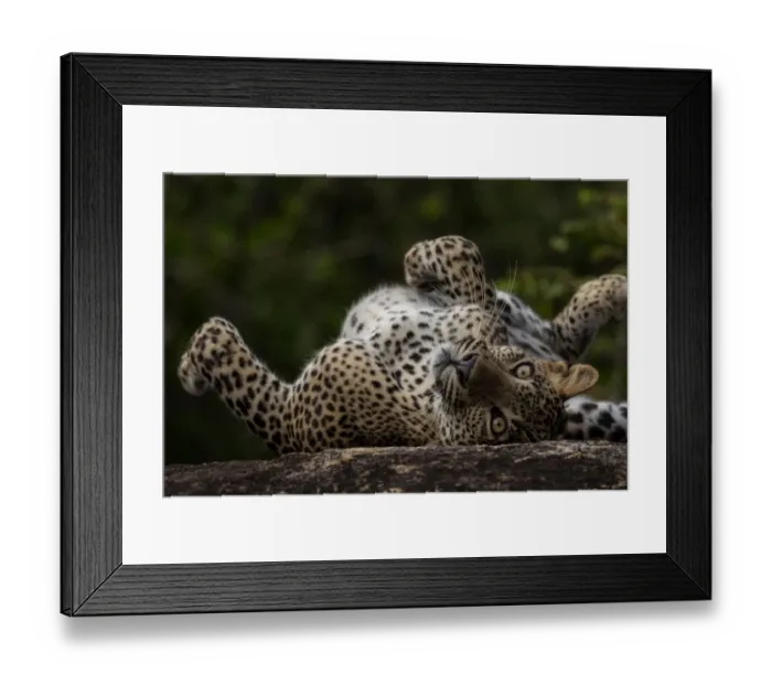 Framed Print : Sri Lankan leopard (Panthera pardus kotiya) rolling on its back, Yala National Park Framed Print : Sri Lankan leopard (Panthera pardus kotiya) rolling on its back, Yala National Park