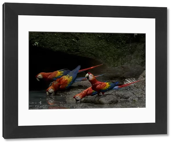 Scarlet Macaws (Ara macao) drinking water inside an Amazonian claylick. Yasuni National Park