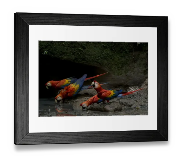 Framed Print : Scarlet Macaws (Ara macao) drinking water inside an Amazonian claylick. Yasuni National Park Framed Print : Scarlet Macaws (Ara macao) drinking water inside an Amazonian claylick. Yasuni National Park