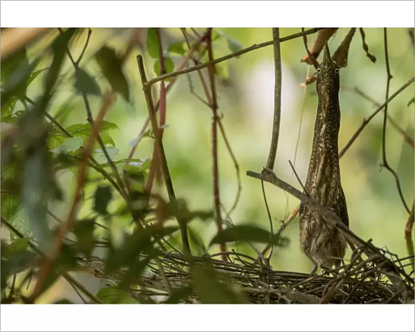 Zigzag Heron (Zebrilus undulatus) camouflaged in branches while nesting. Yasuni National Park