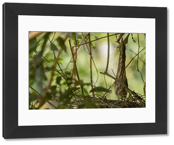 Zigzag Heron (Zebrilus undulatus) camouflaged in branches while nesting. Yasuni National Park