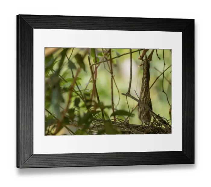 Framed Print : Zigzag Heron (Zebrilus undulatus) camouflaged in branches while nesting. Yasuni National Park Framed Print : Zigzag Heron (Zebrilus undulatus) camouflaged in branches while nesting. Yasuni National Park