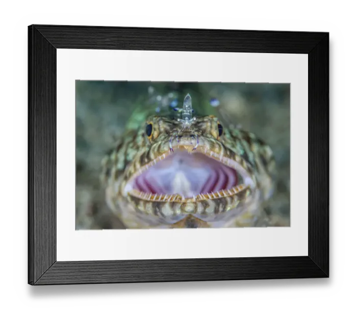 Framed Print : Reef lizardifsh (Synodus variegatus) at a cleaning station, being cleaned by Holthuis Framed Print : Reef lizardifsh (Synodus variegatus) at a cleaning station, being cleaned by Holthuis