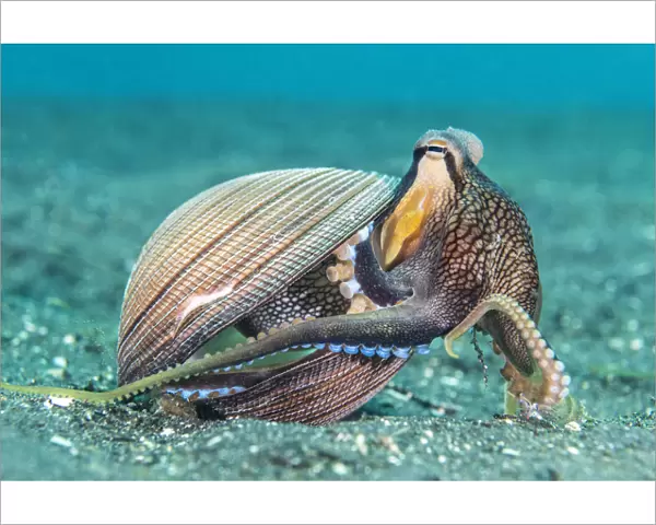 Veined octopus (Amphioctopus marginatus) emerging from its home in an old clam shell