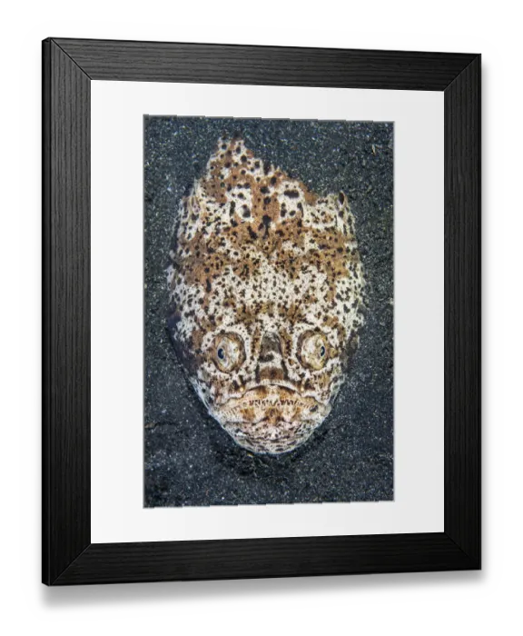Framed Print : Whitemargin stargazer (Uranoscopus sulphureus) sets an ambush in the sand at night